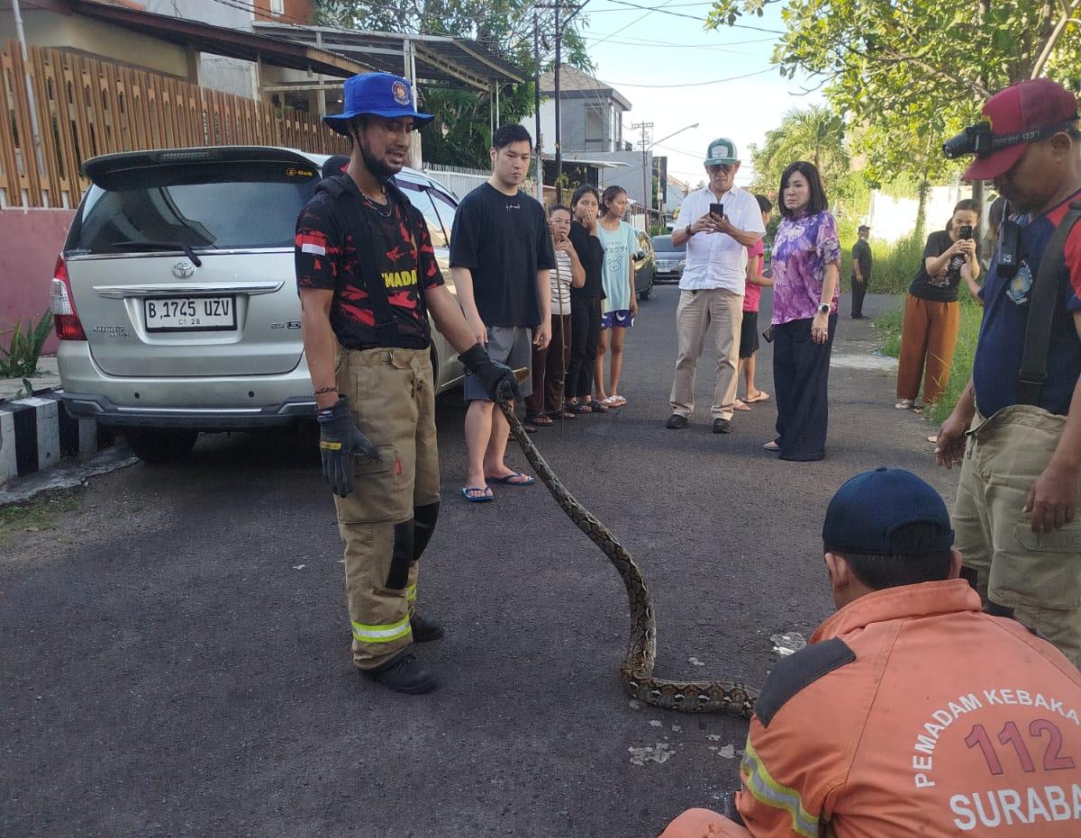 Piton 4 Meter Masuk Permukiman Warga Dukuh Pakis Surabaya Memangsa Kucing