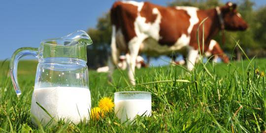 15 Manfaat Mengonsumsi Susu Sapi Bagi Kesehatan