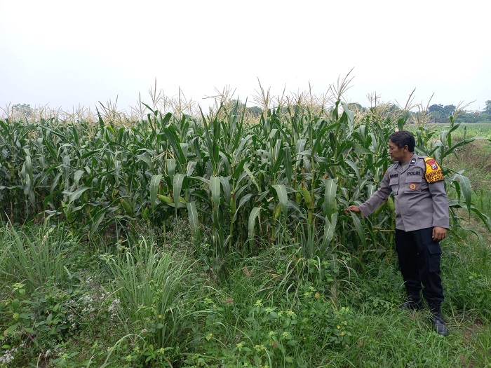 Dongkrak Swasembada Pangan Mandiri, Polisi Bantu Petani Rawat Tanaman Jagung