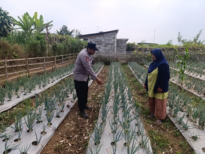Perkuat Ketahanan Pangan di Pasuruan, Polsek Nongkojajar Kawal Program P2B  
