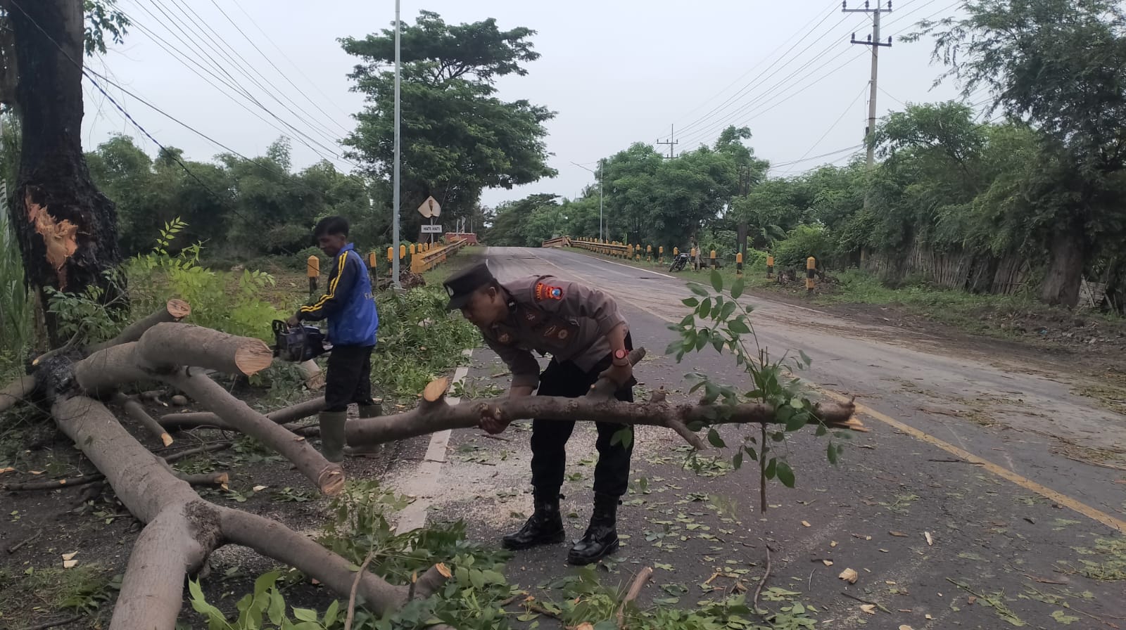 Polisi Bersama Tagana Bersihkan Pohon Tumbang di Jalan Pantura Kapongan Situbondo