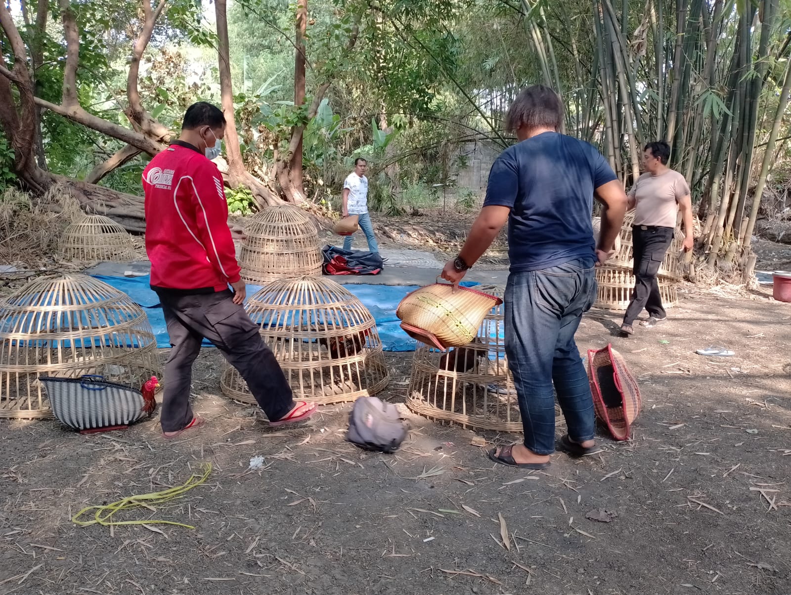 Judi Sabung Ayam Jeruklegi Balongbendo Digerebek