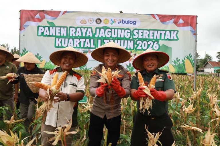 Polres Jember Bersama Petani Gelar Panen Raya Jagung Serentak Dukung Swasembada