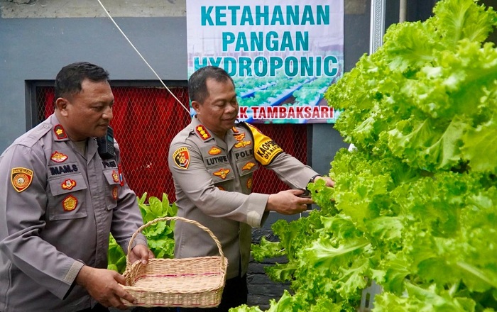 Kapolrestabes Surabaya Panen Sayur Hidroponik di Mapolsek Tambaksari