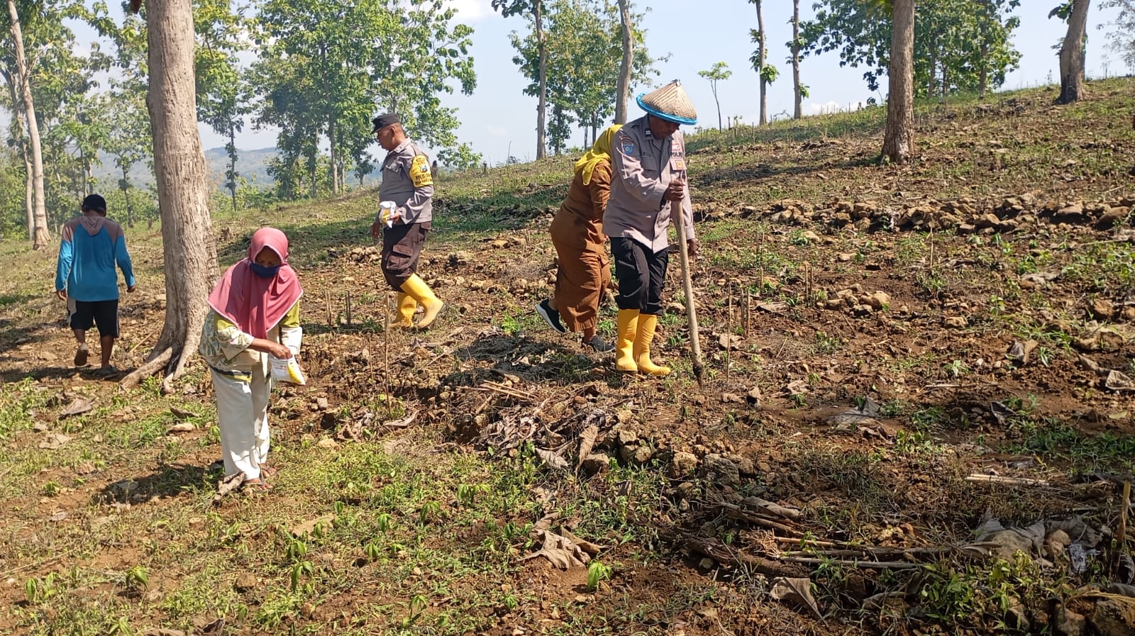 Tingkatkan Ketahanan Pangan, Polsek Kedewan Tanam Jagung di Lahan Perhutani