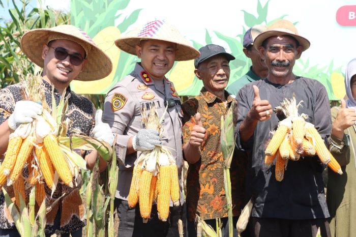 Kolaborasi Pangan Nasional: Polres Batu dan Forkopimda Sukses Gelar Panen Raya Jagung