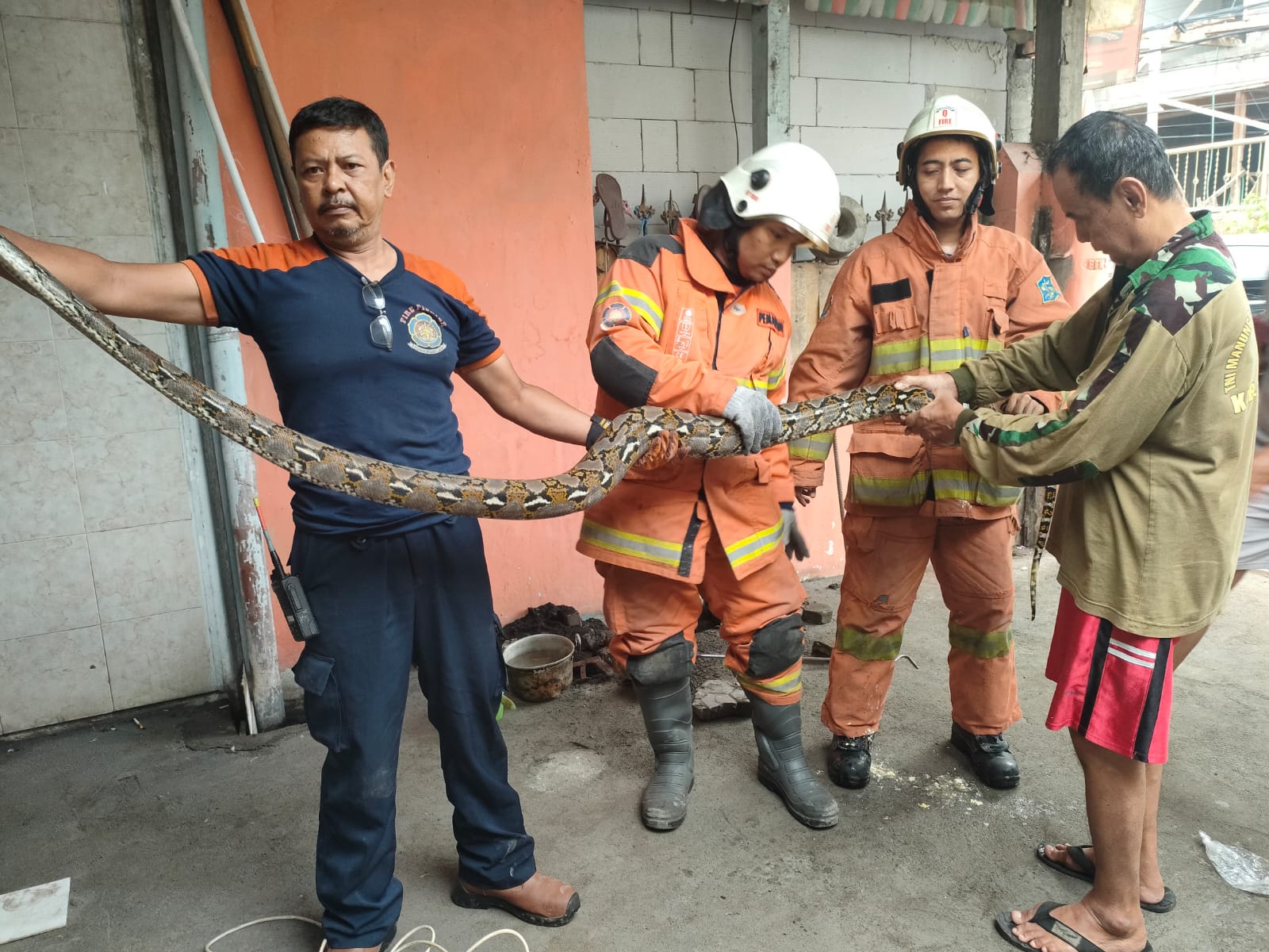 Ular Sanca 2 Meter Ditemukan di Pipa Rumah Warga Semampir Sukolilo