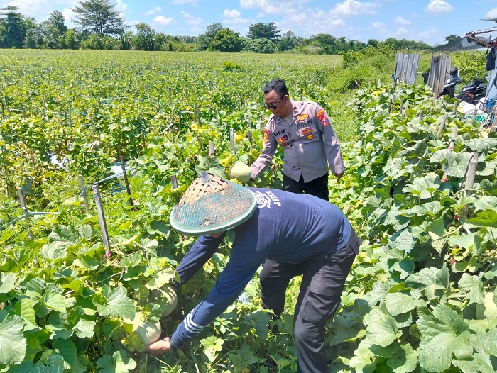 Polresta Sidoarjo Dorong Swasembada Pangan Melalui Lahan Melon di Prambon