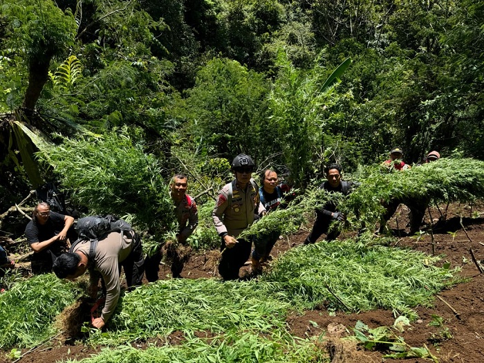 Lagi, Tim Gabungan Polres Lumajang Temukan 1.500 Batang Tanaman Ganja di Lereng Semeru