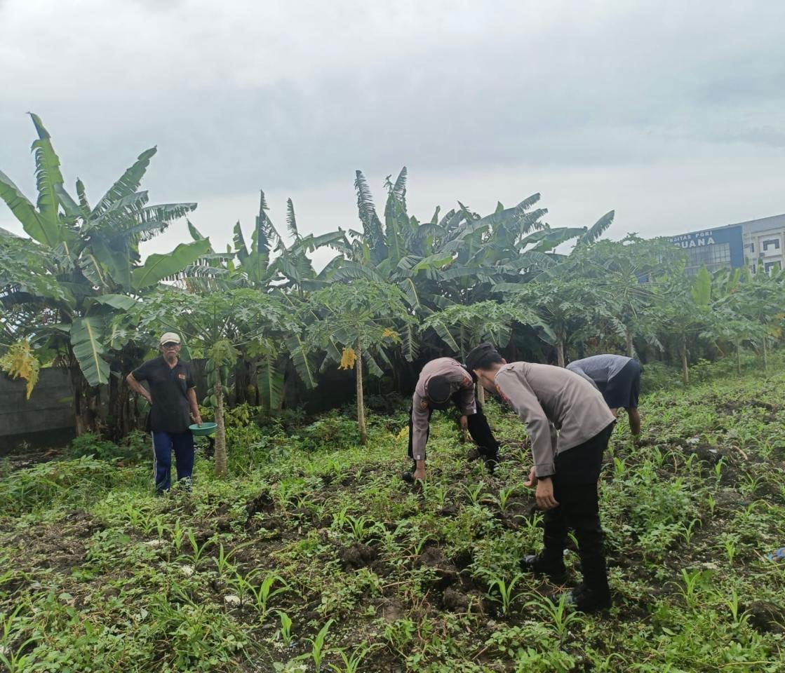 Polsek Waru Cek Perkembangan Tanaman Jagung di Desa Bungurasih