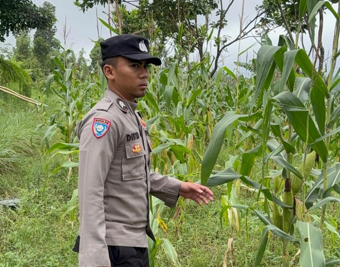 Dampingi Petani Jagung, Polsek Senduro Lumajang Kawal Program Asta Cita 