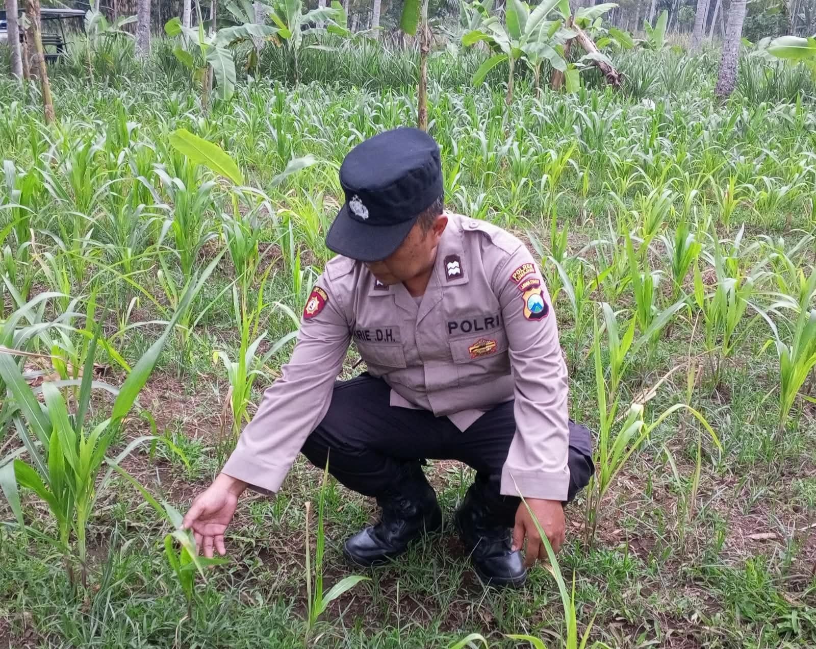 Kanit Binmas Polsek Klakah Cek Perkembangan Tanaman Jagung Warga Desa Papringan