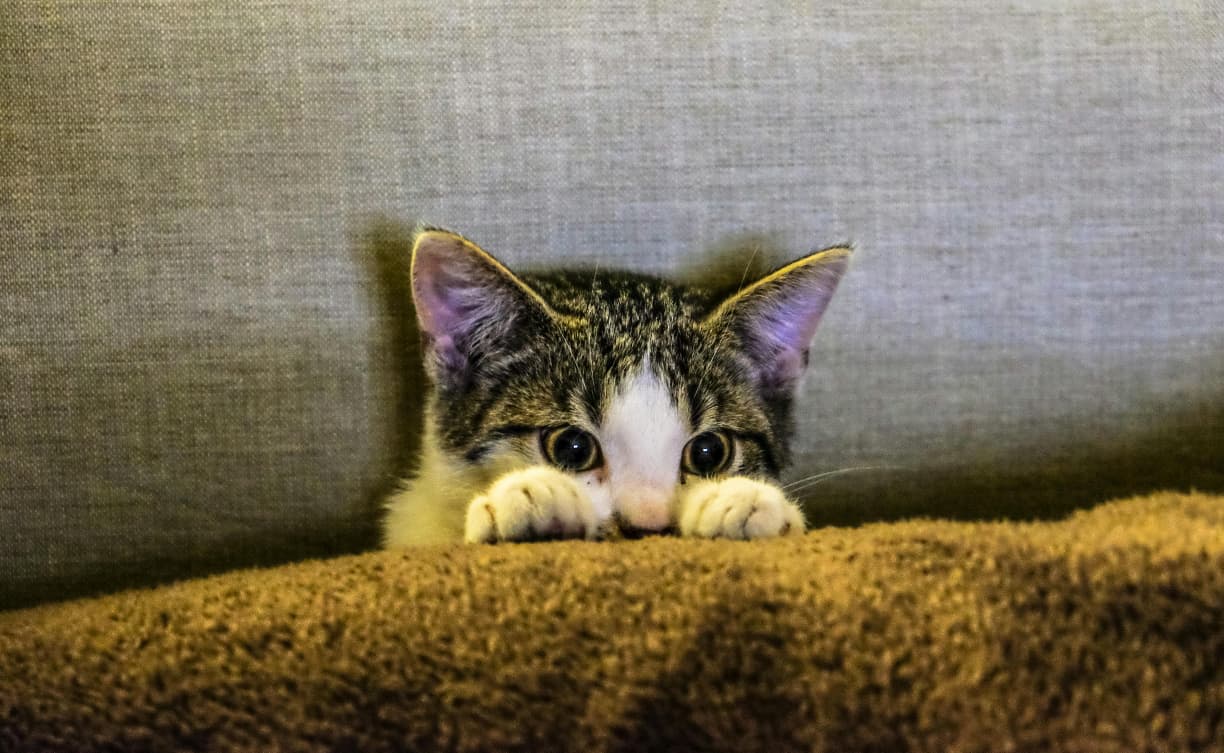 Dikira Menyiksa, Ini 5 Perawatan Kucing yang Sebenarnya Tanda Sayang