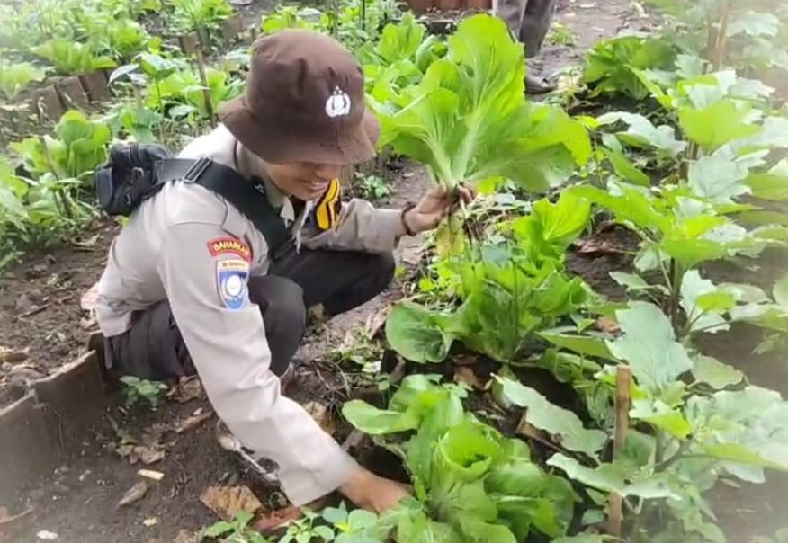 Bhabinkamtibmas Polres Jember Sulap Pekarangan Jadi Wisata Edukasi Panen Sawi, Dorong Ketahanan Pangan