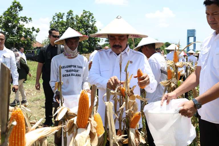 Menteri Imipas RI Hadiri Panen Raya Jagung Hibrida di Sidoarjo