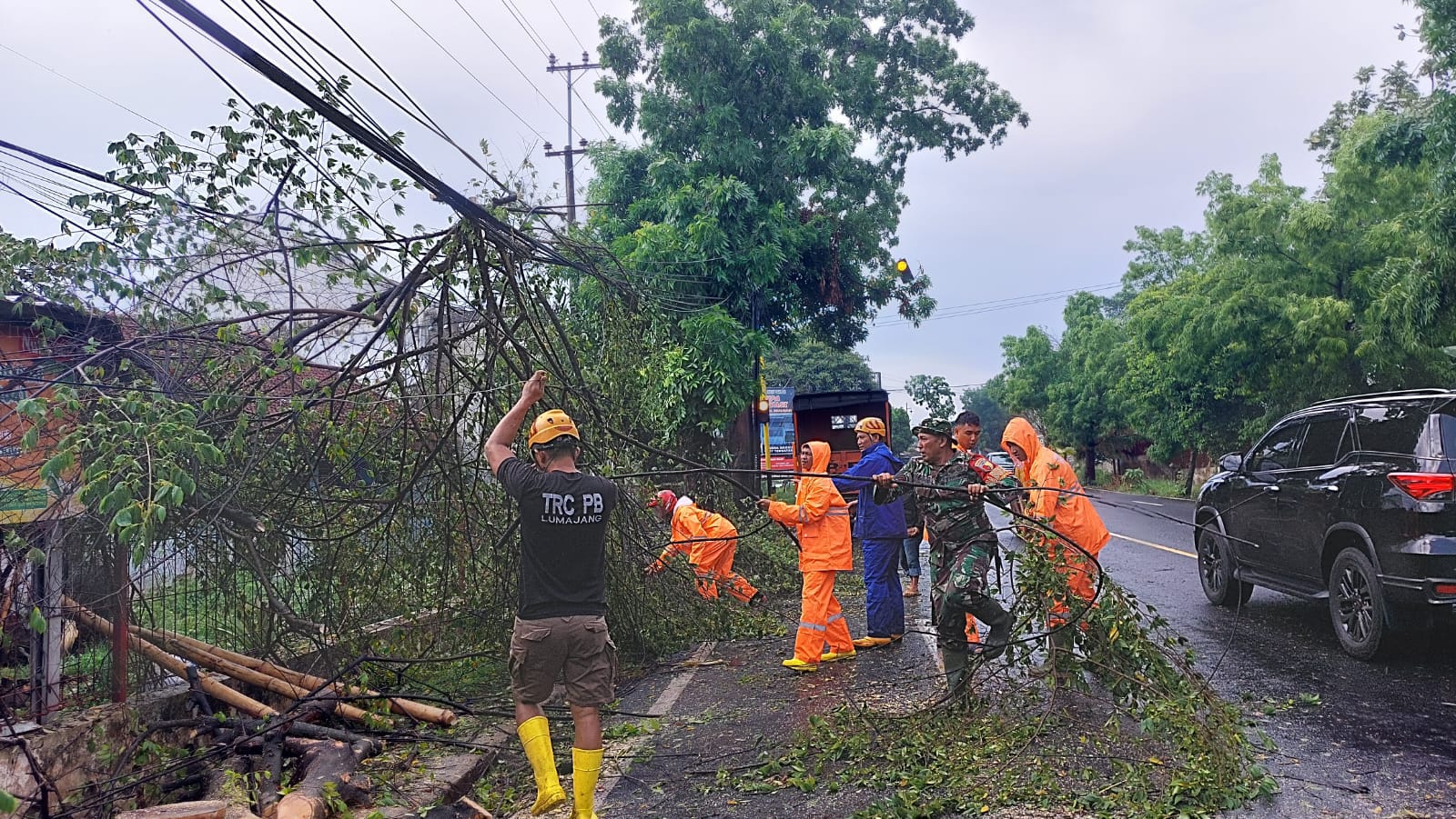 6 Pohon Tumbang di Lumajang Akibat Cuaca Ekstrem