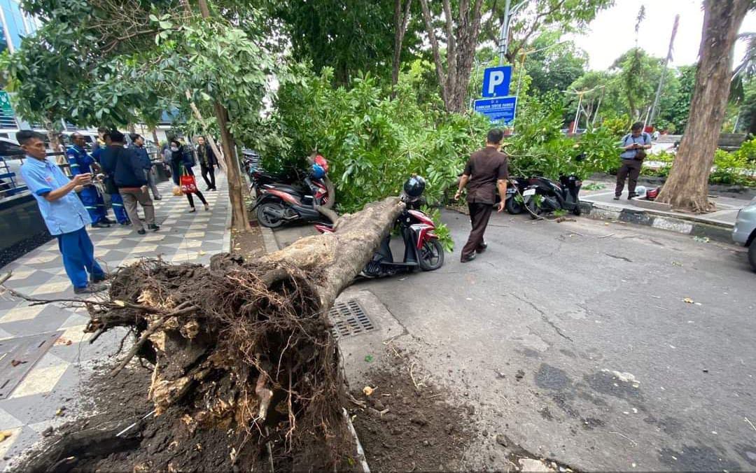 Tertimpa Pohon di SIER, Pengendara Motor Tewas