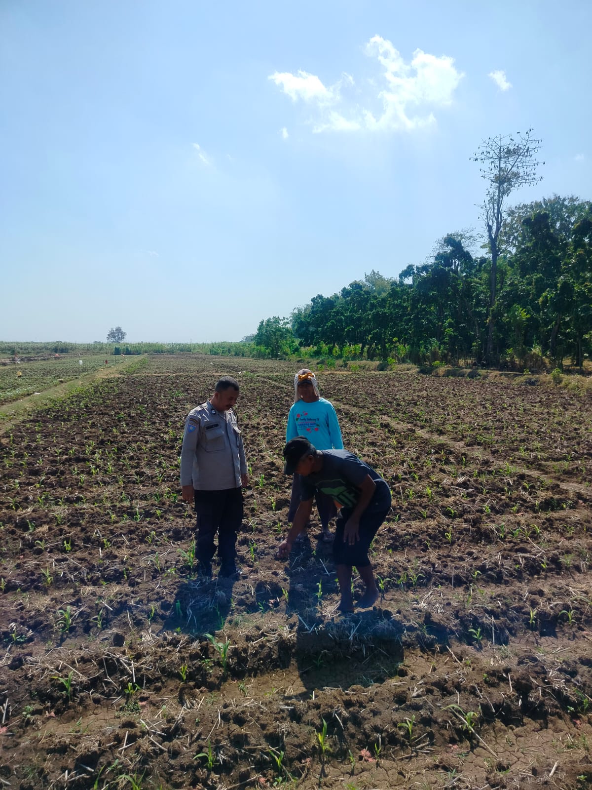 Bhabinkamtibmas Dermo Dampingi Petani Jagung Perkuat Ketahanan Pangan dan Jaga Kamtibmas