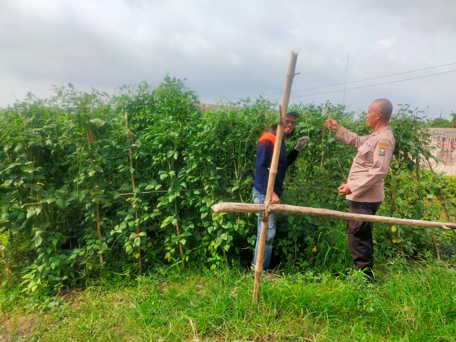 Bhabinkamtibmas Kemantren Tulangan Keluar Masuk Perkebunan Kacang Panjang
