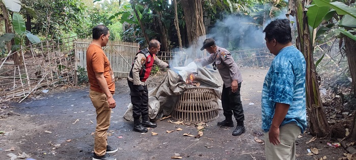 Arena Judi Sabung Ayam Seketi Balongbendo Bubar