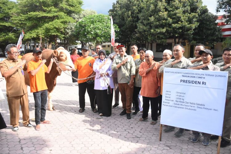 Warga Dusun Terpencil Situbondo Arak 'Jaguar' Sapi Kurban Presiden Prabowo 