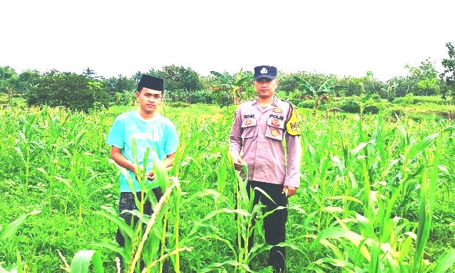 Dukung Ketahanan Pangan Nasional, Bhabinkamtibmas Polsek Blega Edukasi Petani Jagung Desa Karang Gajam