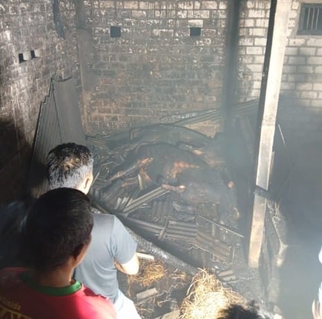 Kandang Sapi di Bluluk Lamongan Terbakar, 2 Ekor Mati, Kerugian Rp60 Juta