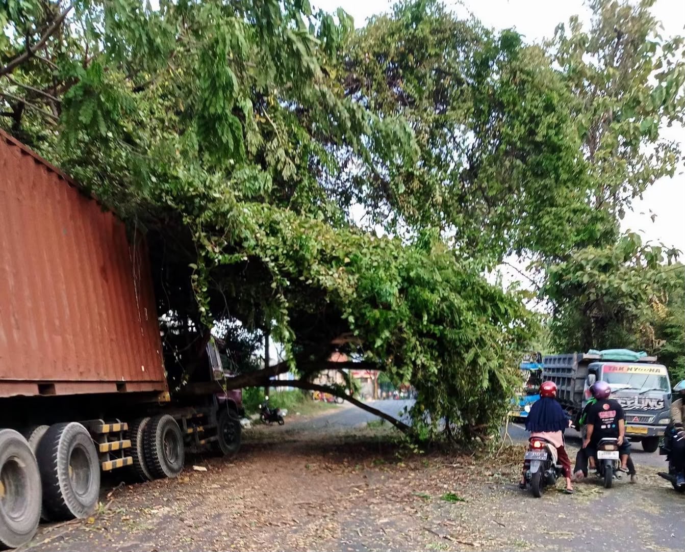 Pohon Tua Tumbang Timpa Truk di Bungah Gresik, Sopir Selamat
