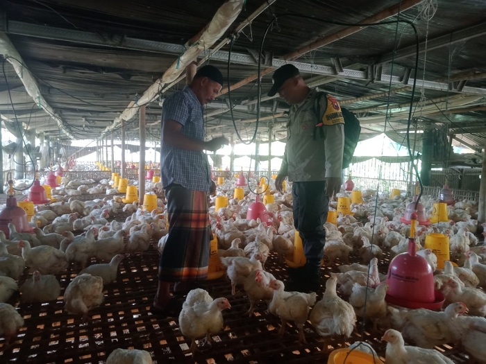 Bhabinkamtibmas Polsek Sempu Dampingi Pemanfaatan Pekarangan Rumah Budi Daya Ternak Ayam