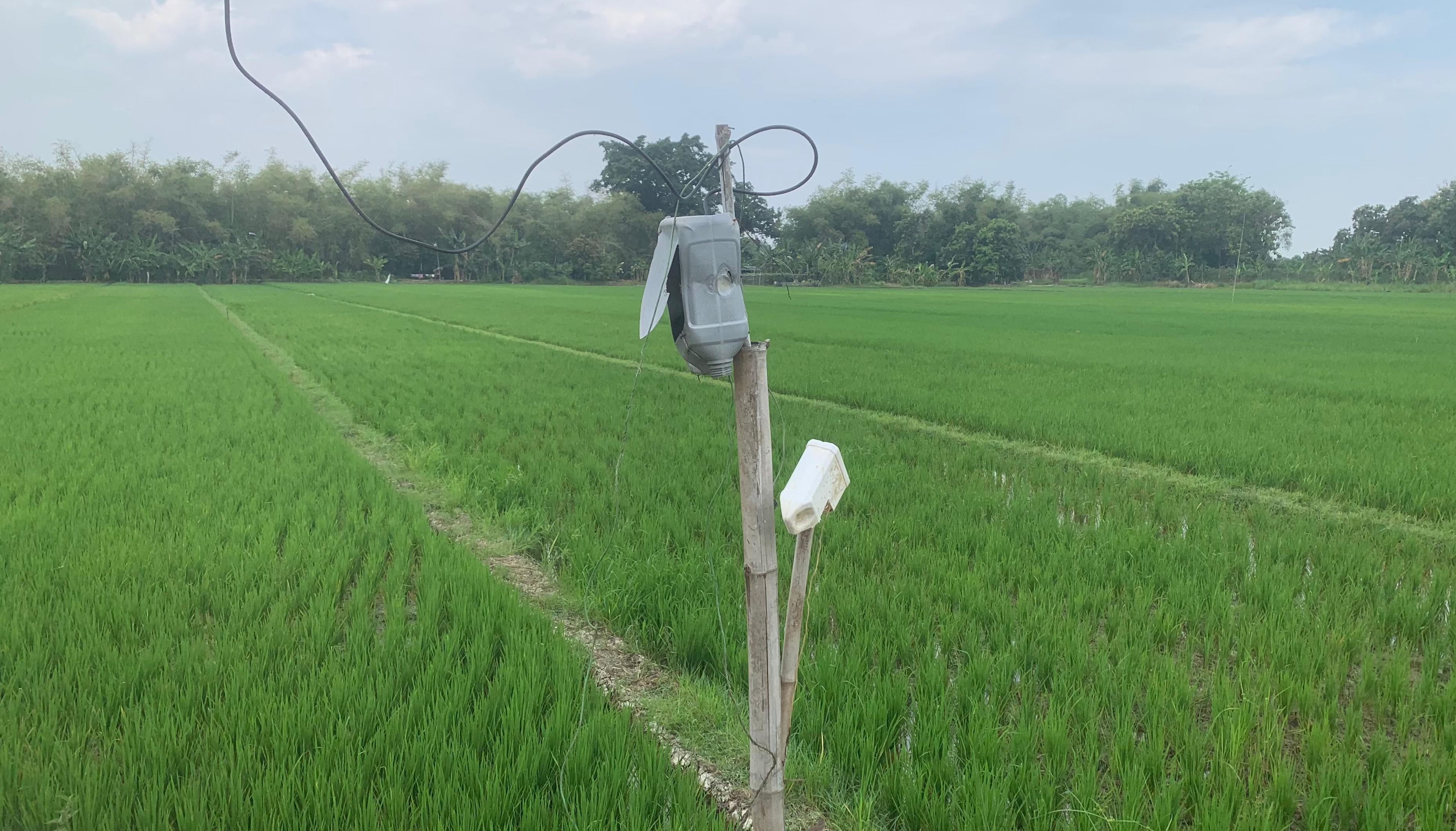 Listrik Jebakan Tikus Kembali Renggut Nyawa Warga, Kini Seorang Remaja Benjeng Tewas