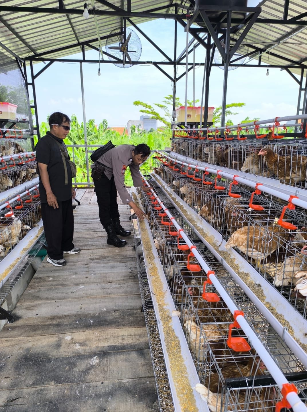 Bhabinkamtibmas Sidodadi Sambangi Peternakan Ayam Petelur, Tingkatkan Ketahanan Pangan 
