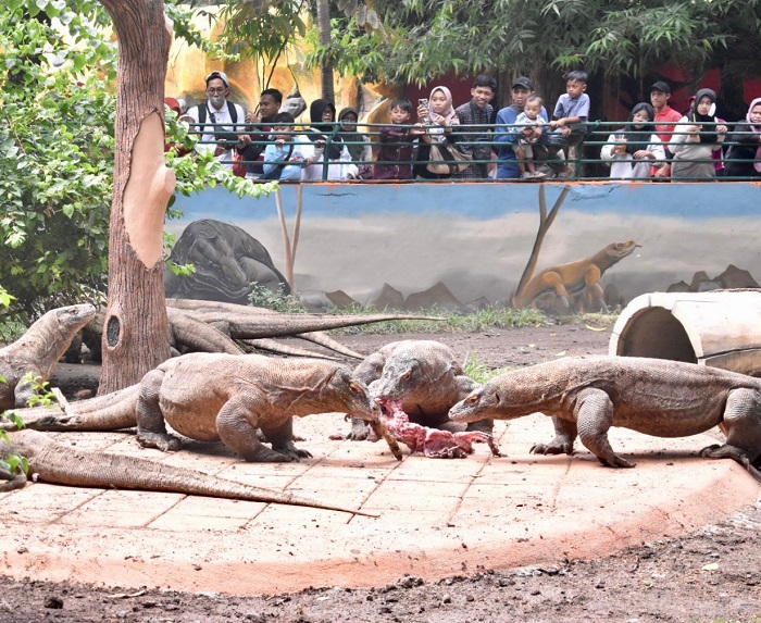Keeper Talk Komodo di KBS Jadi Daya Tarik Edukasi Pengunjung