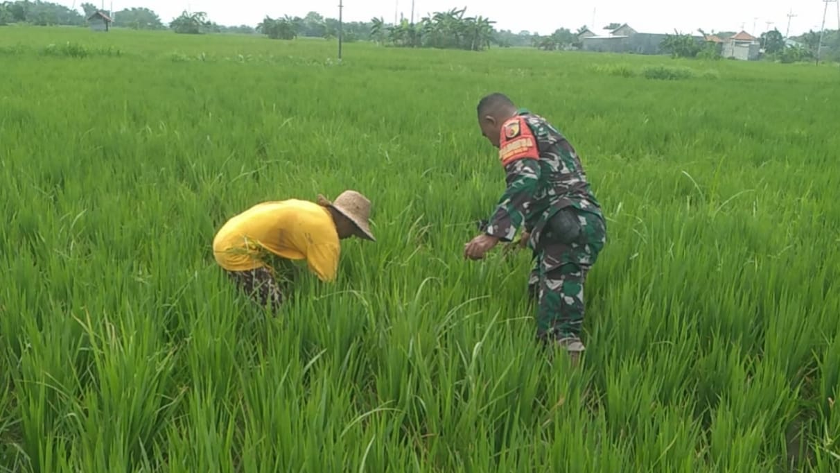Babinsa Koramil 0826-06/Pademawu Laksanakan Pendampingan Ketahanan Pangan