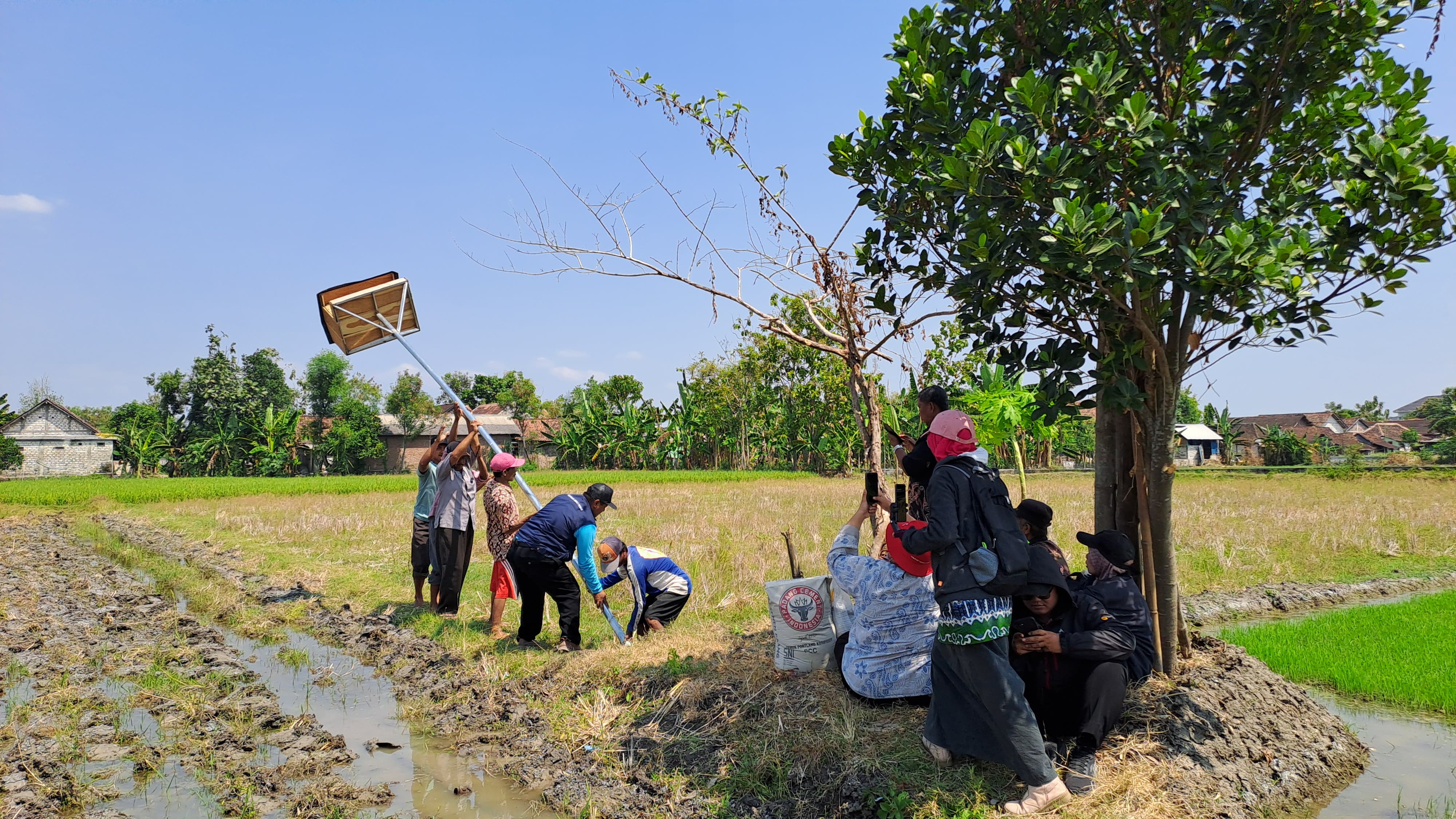 Petani Kalitidu Pasang Rumah Burung Hantu untuk Atasi Tikus