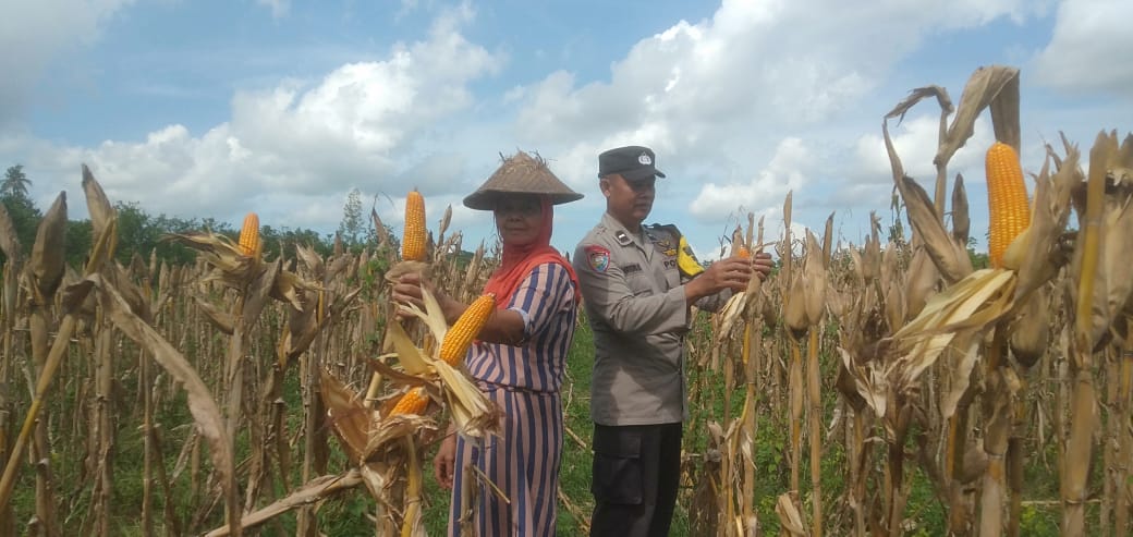 Polisi di Banyuwangi Dampingi Petani Panen Jagung Dukung Swasembada Pangan, Sukseskan Program Asta Cita