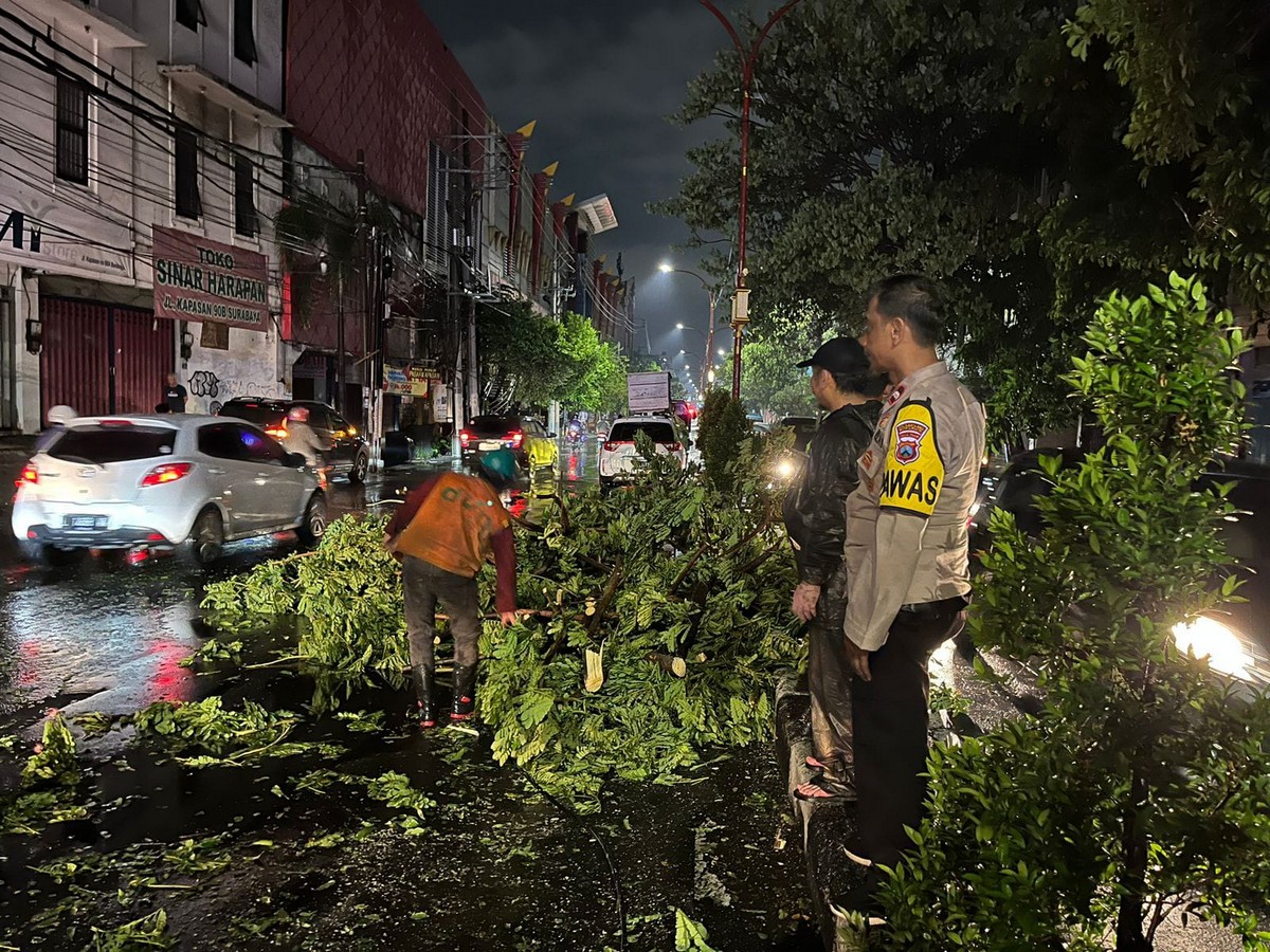 Pohon Tumbang Timpa Mobil, Pengemudi Berhasil Diselamatkan 