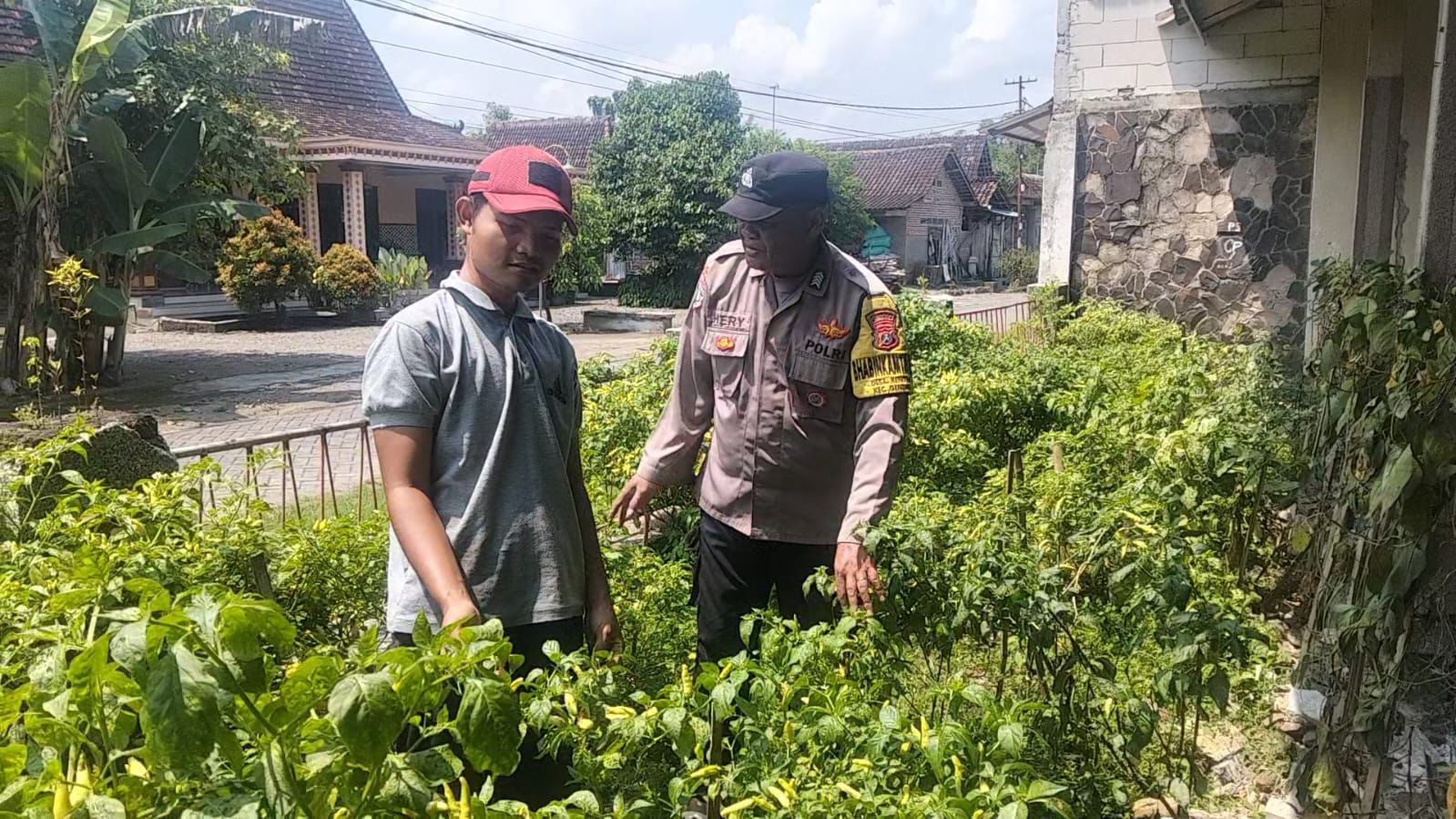 Bhabinkamtibmas Desa Keniten Dampingi Program P2B, Dukung Ketahanan Pangan Keluarga di Geneng