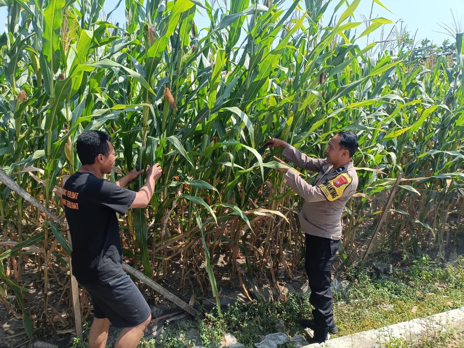 Bhabinkamtibmas Widodaren Giat Monitoring Lahan Jagung Warga, Perkuat Ketahanan Pangan di Ngawi 