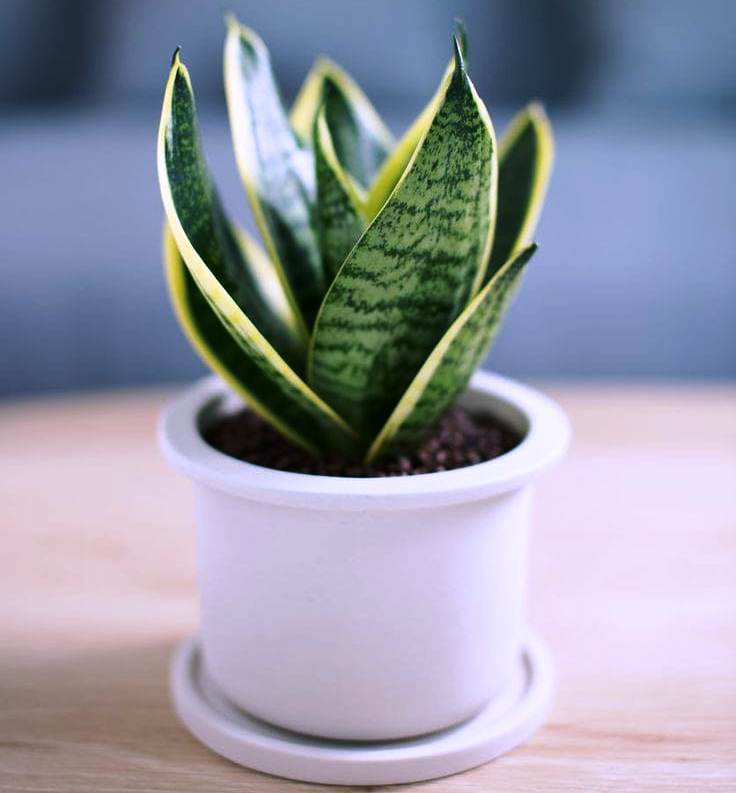 Selain Mempercantik Rumah, 5 Tanaman Hias Ini Juga Bisa Menyerap Debu 