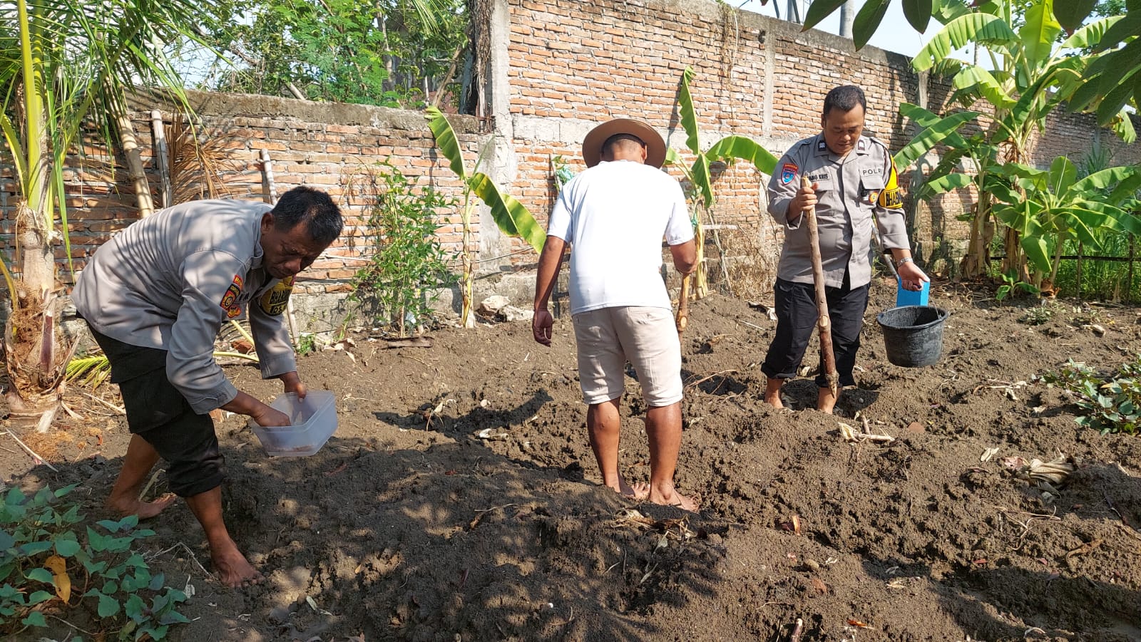 Dukung Ketahanan Pangan, Kapolsek Kapas Tanam Jagung 