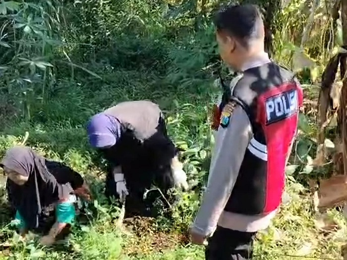 Bhabinkamtibmas Polsek Pasrepan Dampingi Petani Jagung