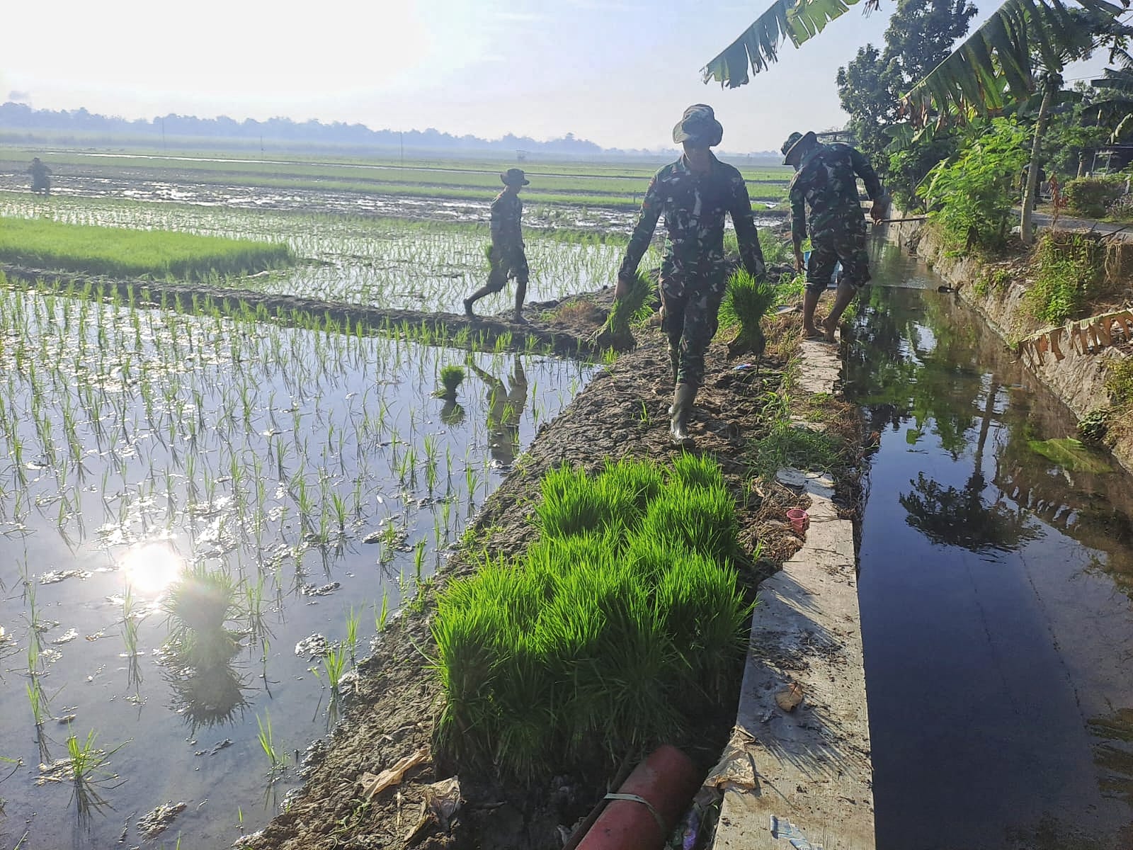 Kekompakan TNI Bersama Petani Tanam Bibit Padi untuk Ketahanan Pangan Nasional