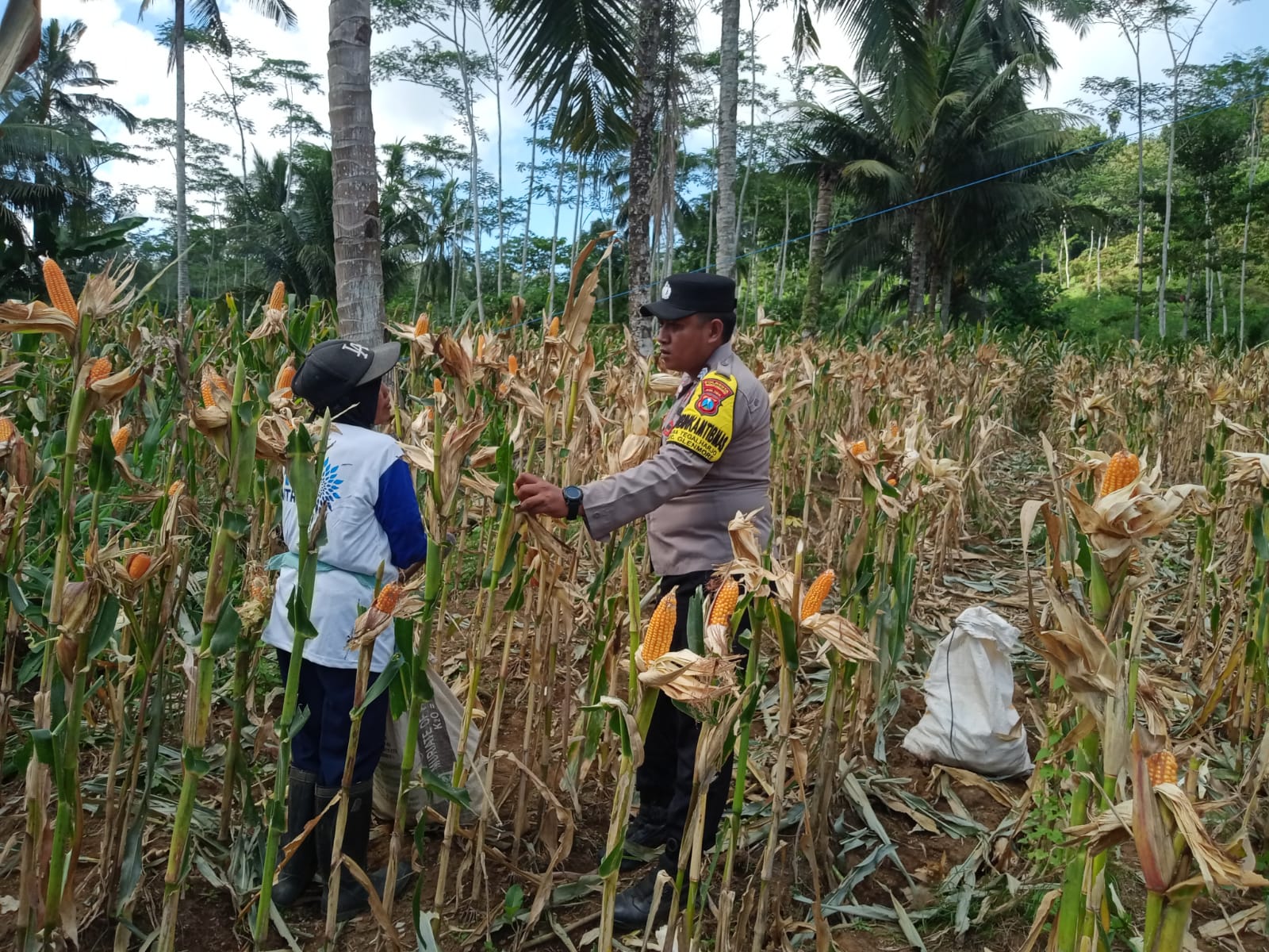 Bhabinkamtibmas Polresta Banyuwangi Dampingi Petani Panen Jagung, Dukung Swasembada Pangan