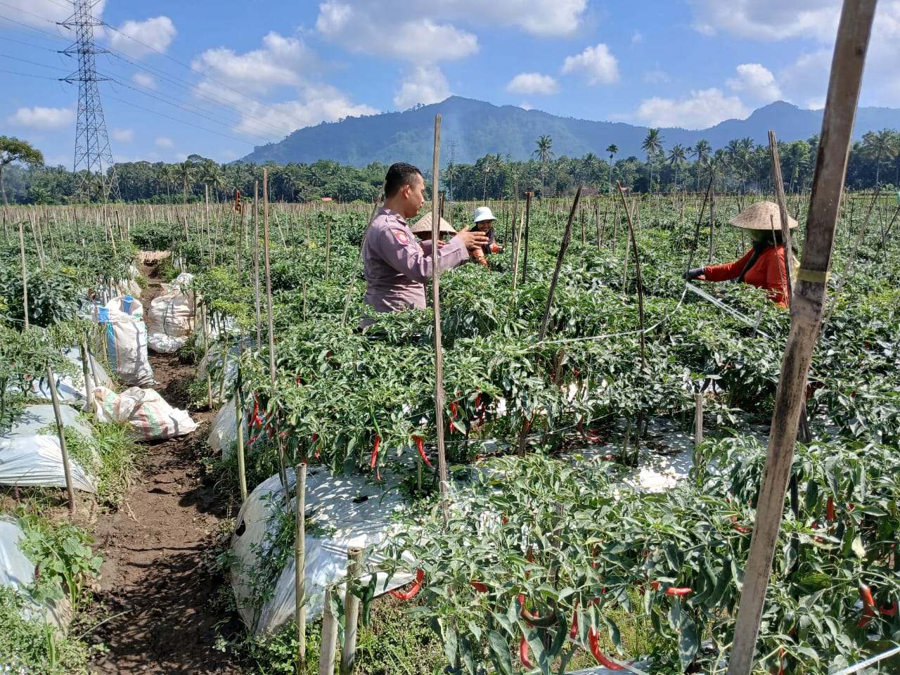Dukung Ketahanan Pangan, Bhabinkamtibmas Polresta Banyuwangi Dampingi Warga Budidaya Cabai