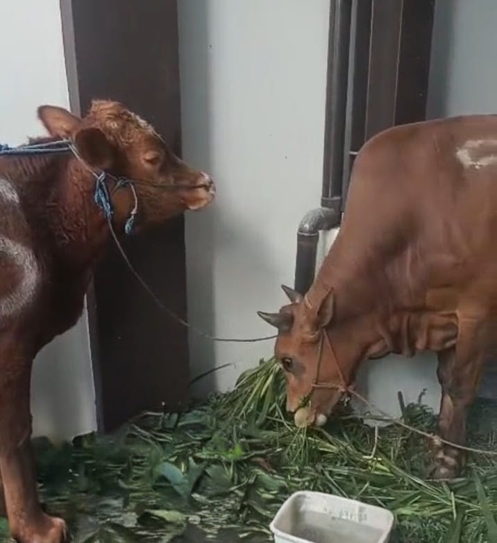 Kejari Tanjung Perak Sembelih 2 Sapi dan 3 Kambing, 310 Paket Daging Kurban Dibagikan