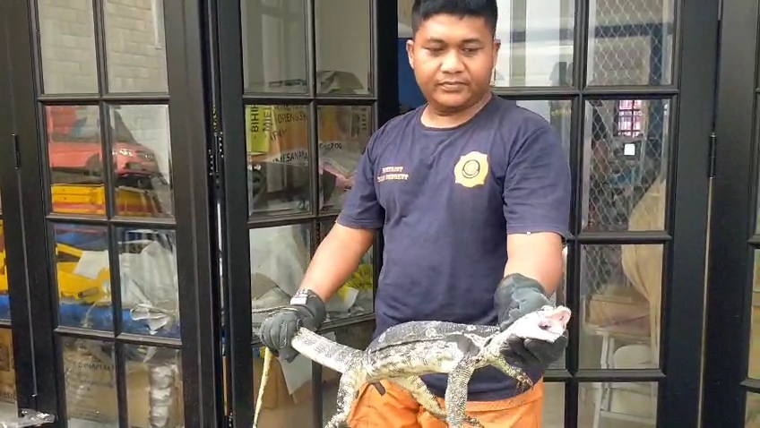 Petugas DPKP Surabaya Tangkap 30 Biawak dari Rumah Warga