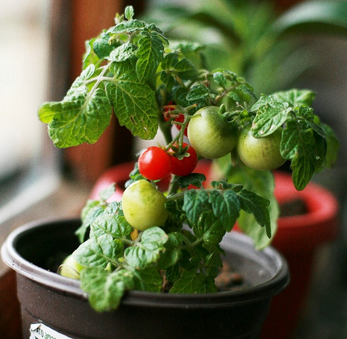 Cara Menanam Tomat Ceri Mikro di Meja Makan, Hiasan Cantik Sekaligus Bisa Dikonsumsi