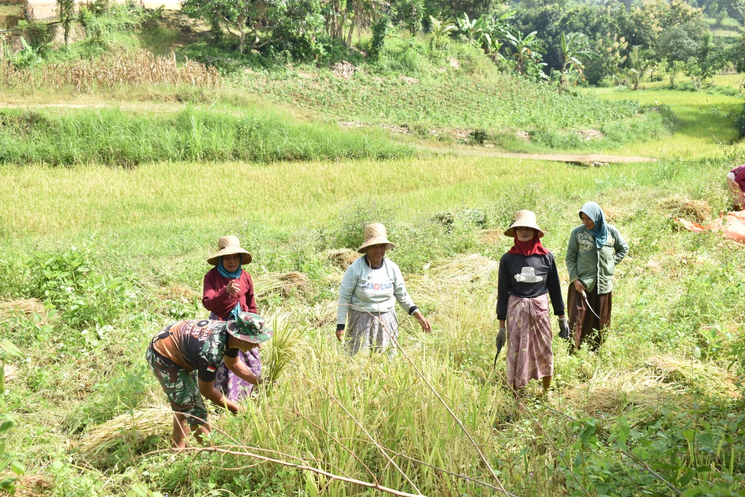 Panen di Tengah TMMD, Prajurit TNI Turun ke Sawah Bantu Petani Mandala