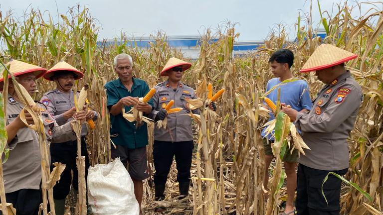  Polsek Balongbendo Panen Jagung di Wonokupang, Dukung Ketahanan Pangan Nasional
