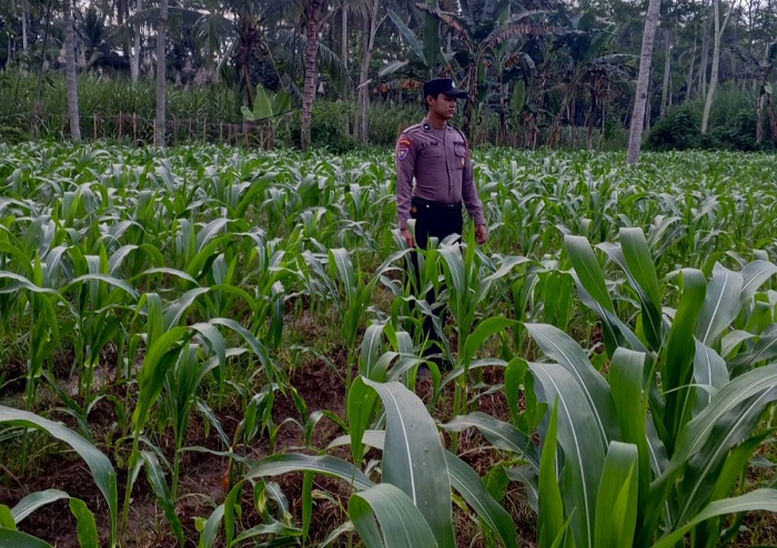 Polsek Klakah Lumajang Kawal Program Swasembada Pangan Lewat Perluasan Tanam   Jagung
